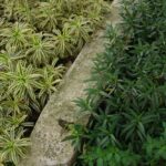 Plantes variegées et vertes bordent un chemin de pierre