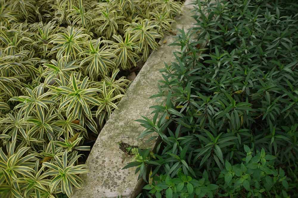 Bordure de jardin qui gondole : laissez-la se détendre au soleil