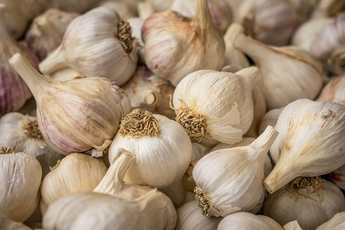 Fresh garlic bulbs with visible roots piled closely together Fresh garlic bulbs with visible roots piled closely together